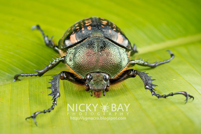 Scarab Beetle (Cheirotonus sp.) - DSC_6496