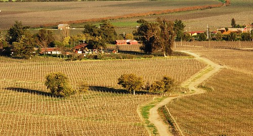 chile wine vineyards casablanca vino viñedos whitewines casablancavalley valledecasablanca