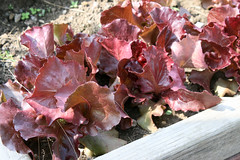 lettuce Butterhead Red, Skyphos  071