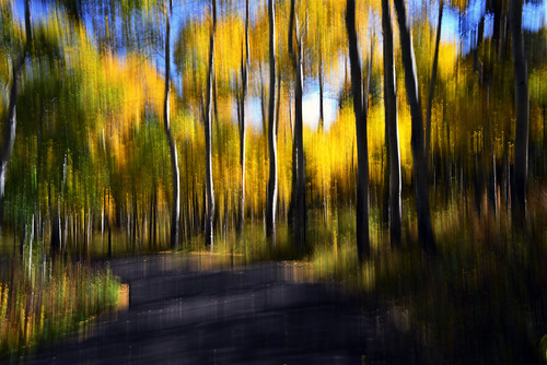 trees abstract fall golden utah impressionist icm alpineloop camerapainting intentionalcameramovement karenandmc