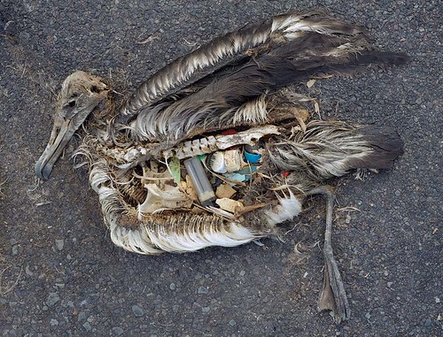 中途島上死於塑膠垃圾的信天翁。攝影：Chris Jordan