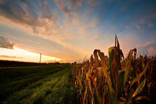light sunset plants usa storm nature field grass leaves weather wisconsin brooklyn night clouds rural landscape outdoors photography evening photo corn cornfield midwest scenery image dusk farm horizon country union picture wideangle september explore northamerica thunderstorm canonef1740mmf4lusm goldenhour 2012 canoneos5d flickrexplore greencounty lorenzemlicka