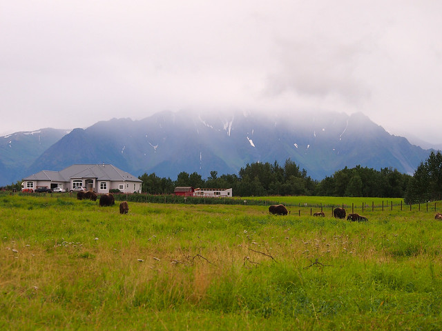 Musk Ox Farm, Alaska