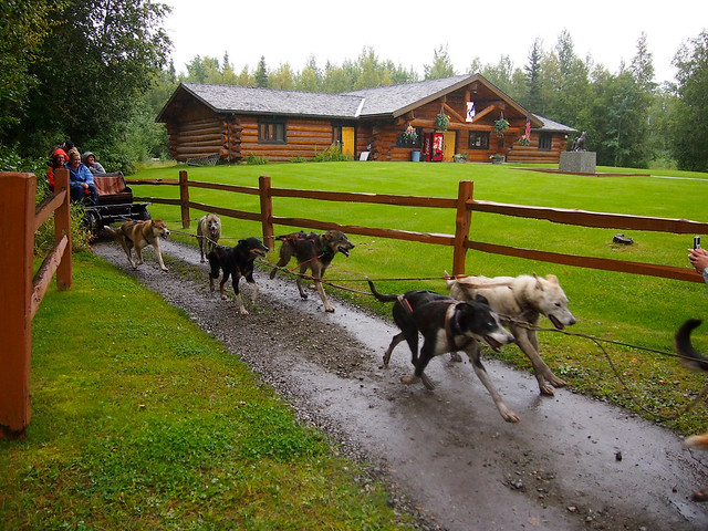 Sled Dogs, Alaska