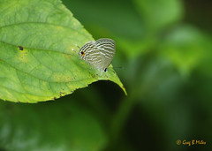Hairstreak Butterfly