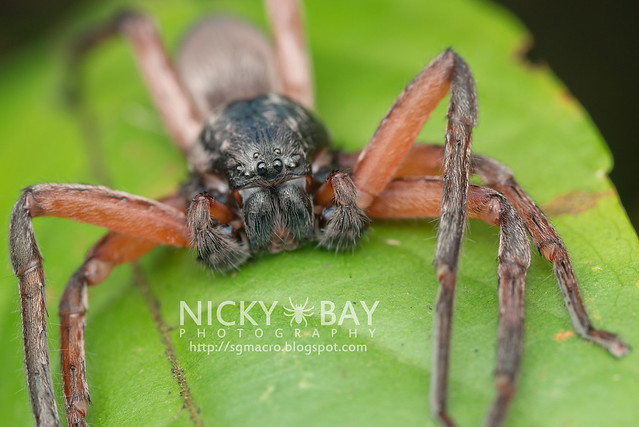 Huntsman Spider (Sparassidae) - DSC_4336