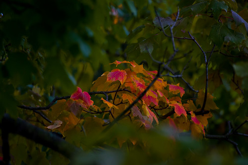 autumn ohio tree fall nature leaves geotagged maple nikon raw nef seasonal cs5 canalfultonohio nikkor70300f4556vr d3s starkcountyohio nikongp1