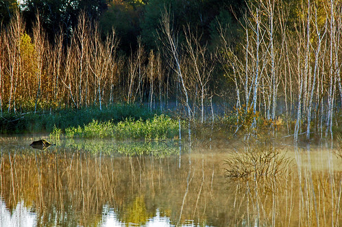 autumn light orange sun reflection green fall nature water grass lines see licht pond bush wasser linie herbst natur september gras birch grün teich sonne spiegelung busch 2012 reflektion birke weiher dorenawm tankenrain renatedodell