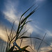Sunset and Grasses