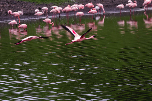 africa birds animals tanzania flamingo arusha naturelandscape