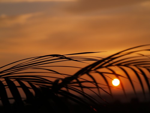 sunset sunrise sonnenuntergang sonnenaufgang palmen südsee