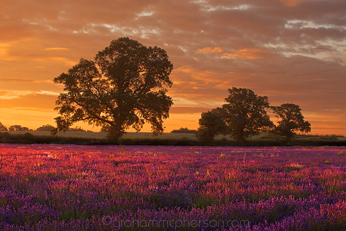 trees sunrise dawn golden glow purple lavender somerset blooms grahammcpherson