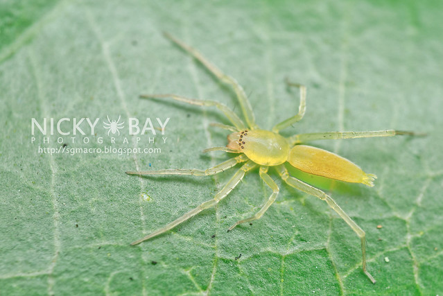 Sac Spider (Clubionidae) - DSC_5092