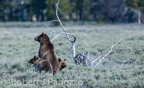 bear yellowstonenationalpark yellowstone grizzly grizz grizzlybear