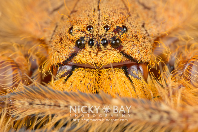 Huntsman Spider (Sparassidae) - DSC_2184