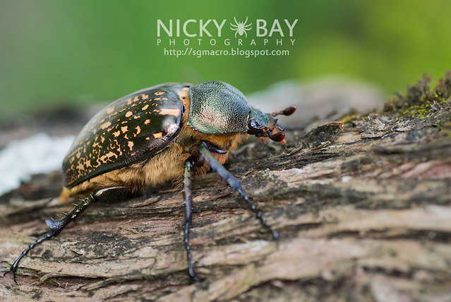 Scarab Beetle (Cheirotonus sp.) - DSC_6544