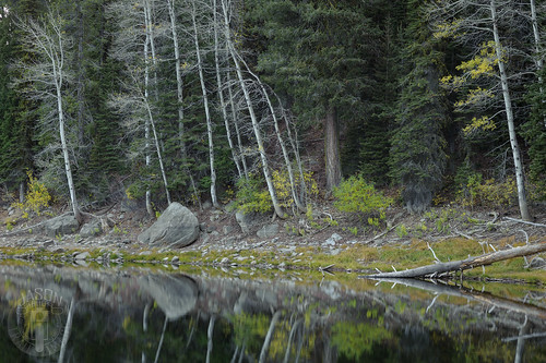 autumn lake reflection tree idaho aspen louielake