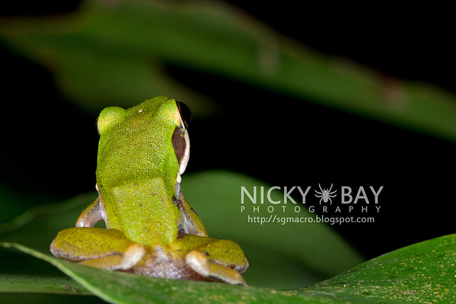 Copper-cheeked Frog (Hydrophylax raniceps) - DSC_7946