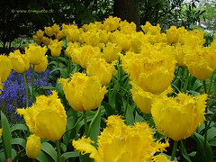 Dutch Tulips, Keukenhof Gardens, Netherlands - 3945