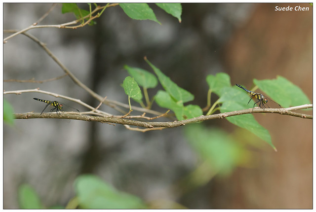 橙斑蜻蜓 Brachydiplax chalybea flavovittata Ris, 1911