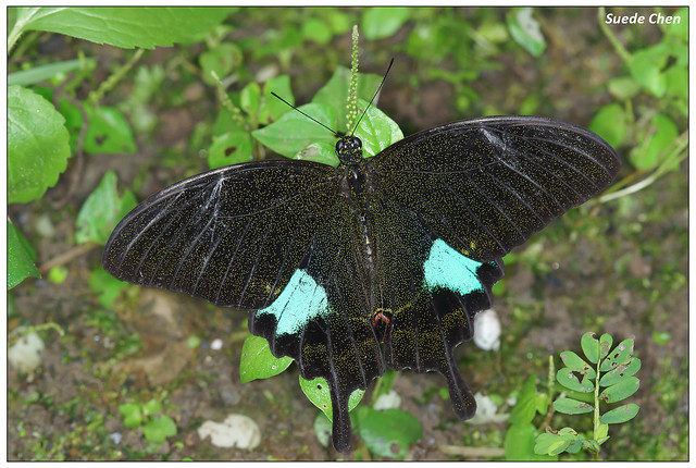 琉璃翠鳳蝶(大琉璃紋鳳蝶) Papilio paris subsp. nakaharai Shirozu, 1960