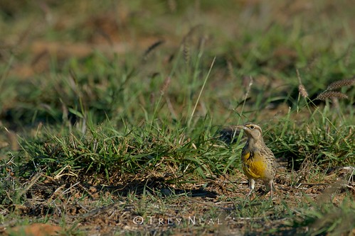 nature birds texas wildlife meadowlark natureswildscapes treynealphotography treyneal