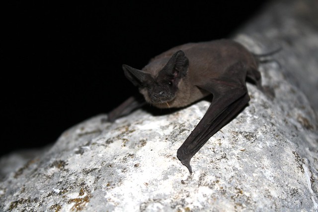BatsLIVE broadcast from Bracken Bat Cave