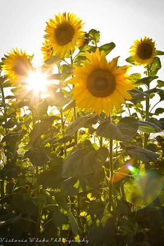 autumn sunset sun sunlight green fall beautiful leaves sunshine yellow germany deutschland fantastic sunflowers romantic heidelberg leafs badenwürttemberg