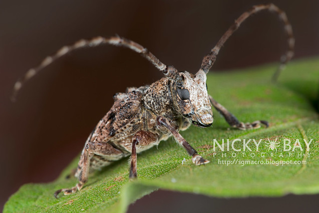 Longhorn Beetle (Cerambycidae) - DSC_5475
