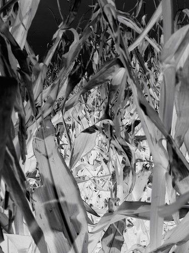 white black corn maze inverted