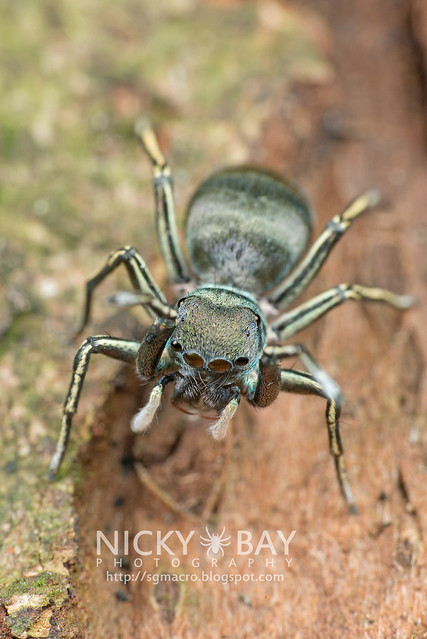 Jumping Spider (Salticidae) - DSC_8458