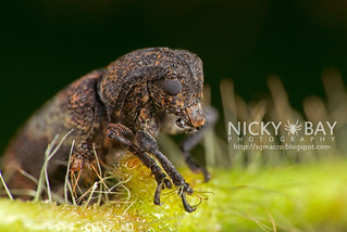 Longhorn Beetle (Cerambycidae) - DSC_7594