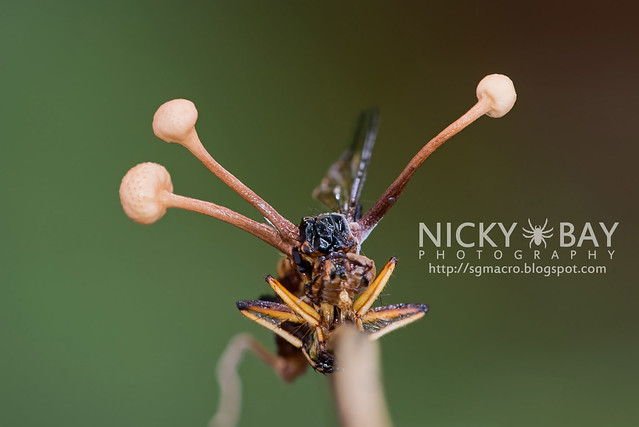 Robberfly infected by cordyceps (Asilidae) - DSC_7764