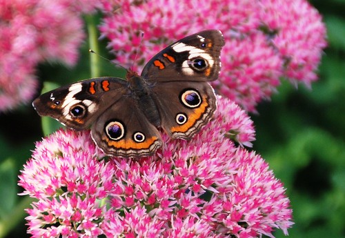 pink flowers nature butterfly insect ngc blossoms september npc blooms mariposa sedum buckeye schmetterling blooming stonecrop farfalle inthewild thegalaxy jennypansing