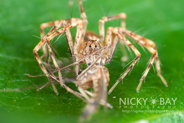 Lynx Spider (Oxyopidae) - DSC_4548