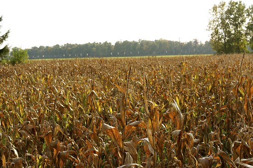 corn farm farming harvest indiana cornfields milford fallharvest