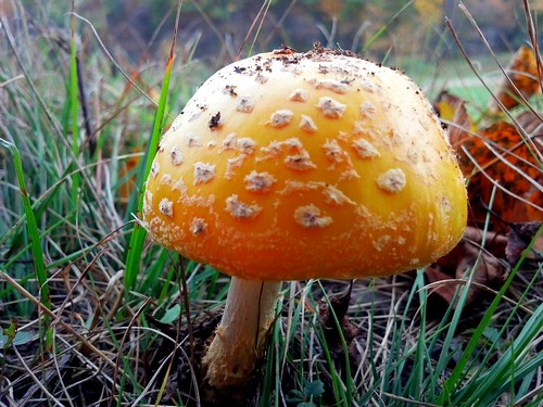 mushroom fungi pottercounty troutbrookroad campvalleyview