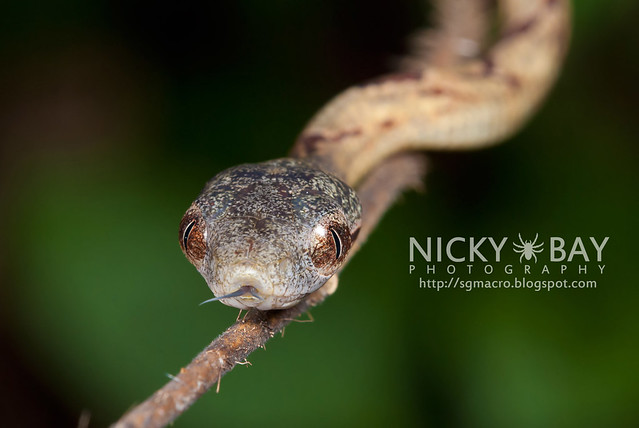 Dog-Toothed Cat Snake (Boiga cynodon) - DSC_2106