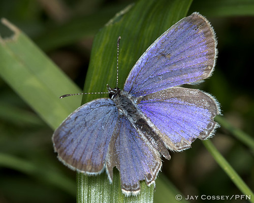 blue butterfly indiana macrophotography martincounty insecta butlersfarm lepidopterabutterfliesmoths photographerjaycossey
