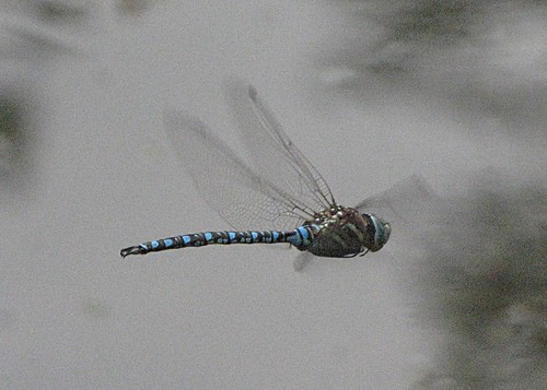 nature insect colorado dragonfly wildlife beulah darner aeshnapalmata paddletaileddarner pueblomountainpark