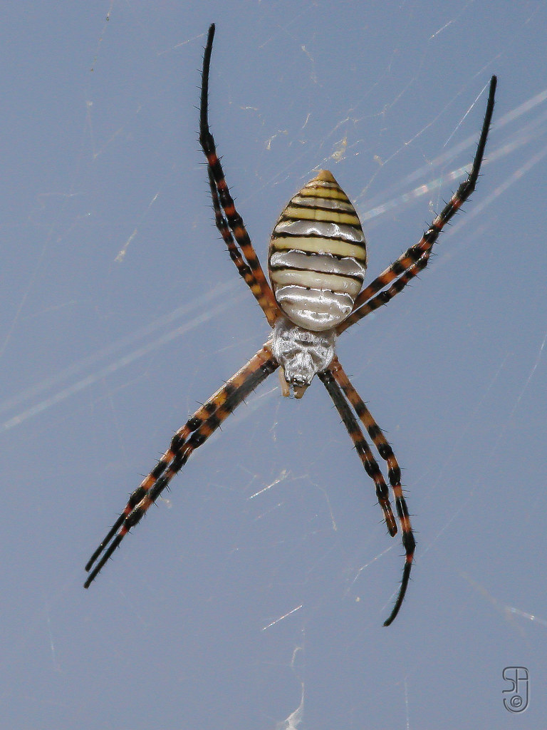 Female Garden Spider Dorsal View Detail 03284 Jpg Flickr