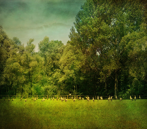 trees italy green bird nature landscape italia meadow stork friuli fagagna oasideiquadris feagne