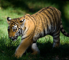 Tiger Cub 5
