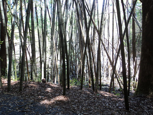 forest bamboo prattvilleal