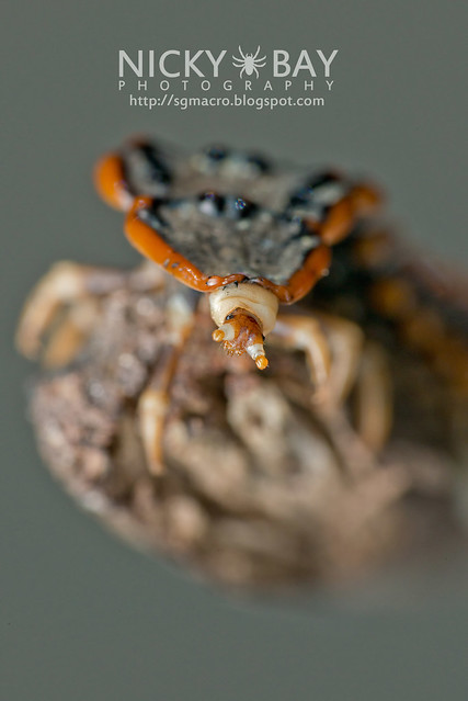 Trilobite Beetle (Platerodrilus sp.) - DSC_1986