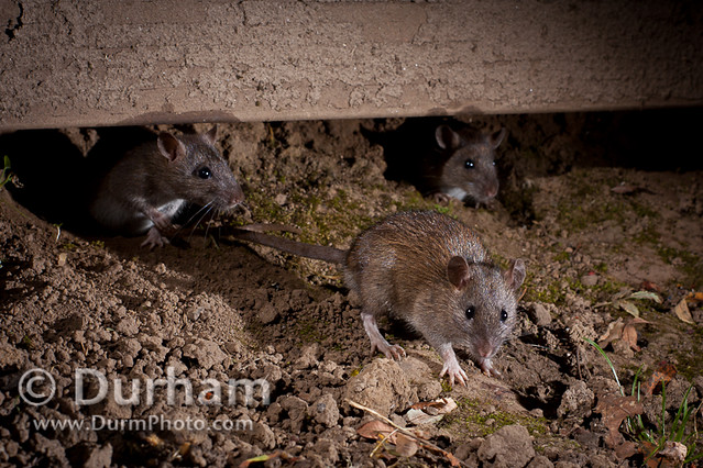 Rats at night | Flickr - Photo Sharing!