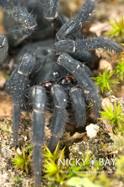 Black Armoured Trapdoor Spider (Liphistius malayanus) - DSC_6164