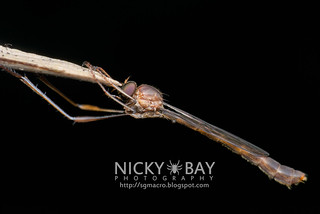 Robberfly (Leptogastrinae) - DSC_5850