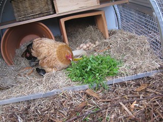 chickens love chickweed
