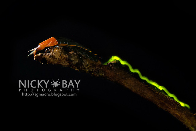 Firefly larva (Lampyridae) - DSC_5584